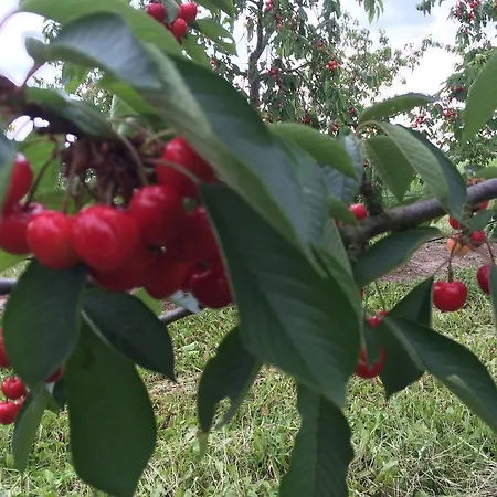 招待所 约翰奈斯霍夫宾馆 霍根海姆