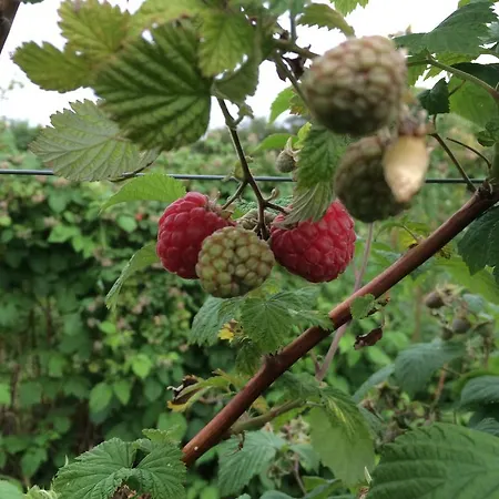 Johanneshof Gaestehaus 4* Hockenheim